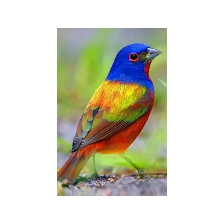 Haft Diamentowy, Obraz, Mozaika Diamentowa Diamond Painting, KOLOROWY PTAK 30x40cm