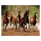 OBRAZ MALOWANIE PO NUMERACH RAMA 50x40cm STADO DZIKICH KONI