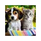 Haft Diamentowy, Obraz, Mozaika Diamentowa Diamond Painting, SZCZENIAK Z KOTKIEM 30x30cm