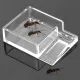 Ant Expert Ant Feeder - karmnik dla mrówek-1899515