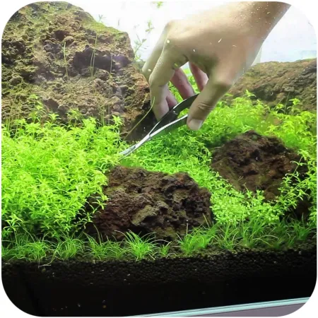 Aquapro - nożyczki akwarystyczne zagięte 16cm-1900837