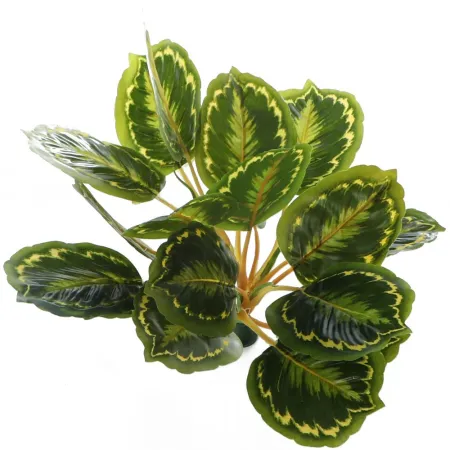 Bello Plant - Calathea Multi - roślina XXL do obrazów 3D-1901216