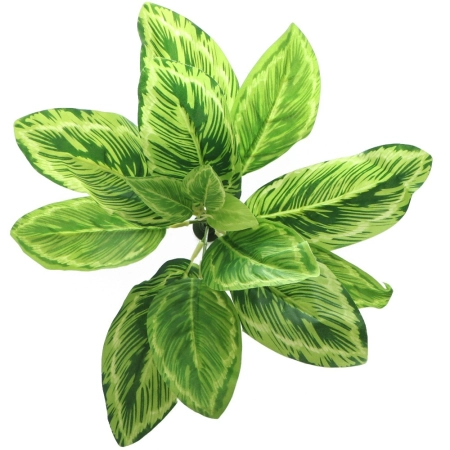 Bello Plant - Chinese Evergreen - roślina XL do obrazów 3D-1901223