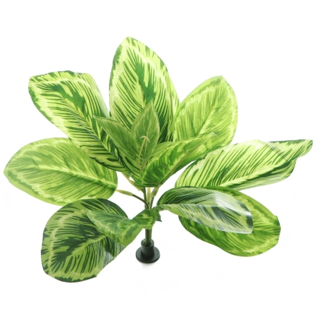 Bello Plant - Chinese Evergreen - roślina XL do obrazów 3D-1901225