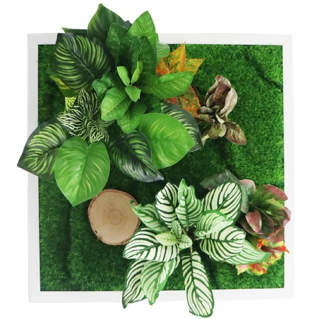 Bello Plant - Chinese Evergreen - roślina XL do obrazów 3D-1901228