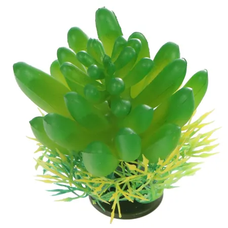 Bello Plant - The Bulb Succulent - roślina S do obrazów 3D-1901322