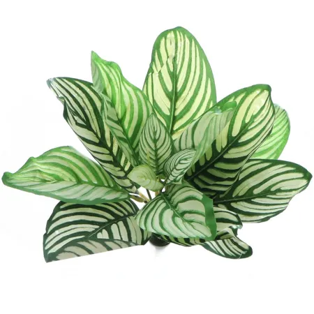 Bello Plant - White Natural Seed - roślina XL do obrazów 3D-1901329