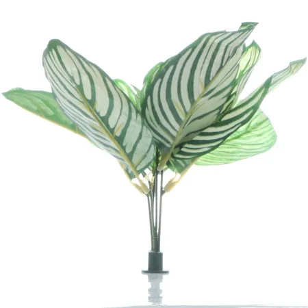 Bello Plant - White Natural Seed - roślina XL do obrazów 3D-1901331