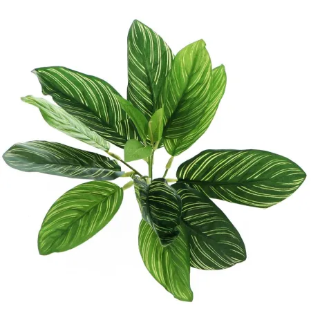 Bello Plant - Zebra Plant - roślina XL do obrazów 3D-1901338