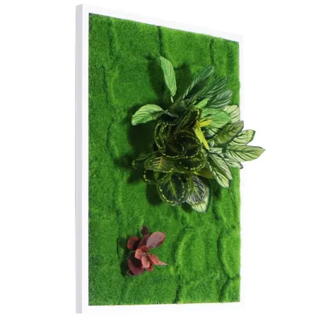 Bello Plant - Zebra Plant - roślina XL do obrazów 3D-1901343