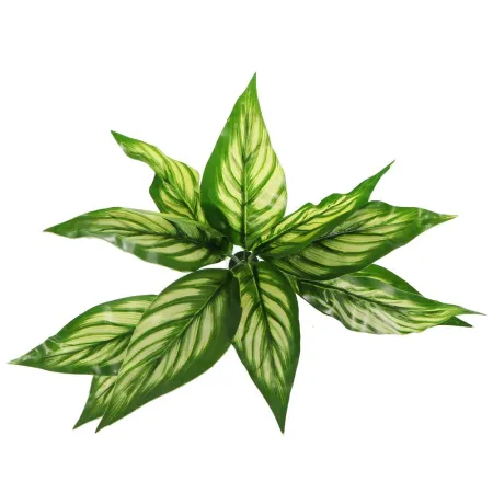 Bello Plant - Zebra White Star - roślina XL do obrazów 3D-1901347