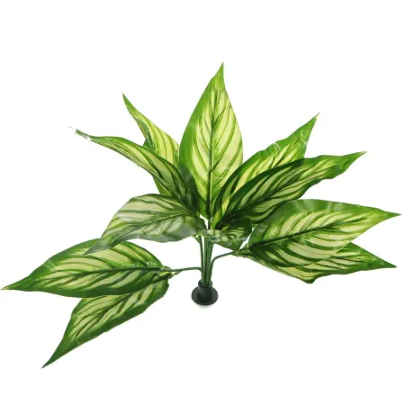 Bello Plant - Zebra White Star - roślina XL do obrazów 3D-1901349