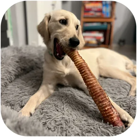 Dogario Bonni Beef Throat XXL - chrupki gryzak 40cm - 50cm-1902559