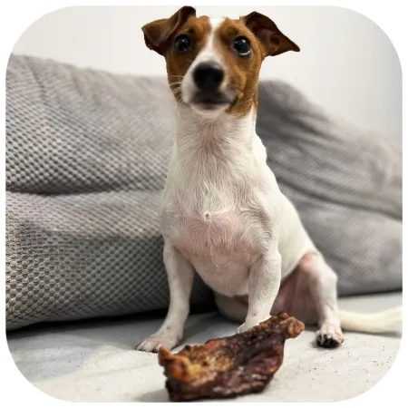 Dogario Bonni Hard Meat - mięsień twardy gryzak-1902594