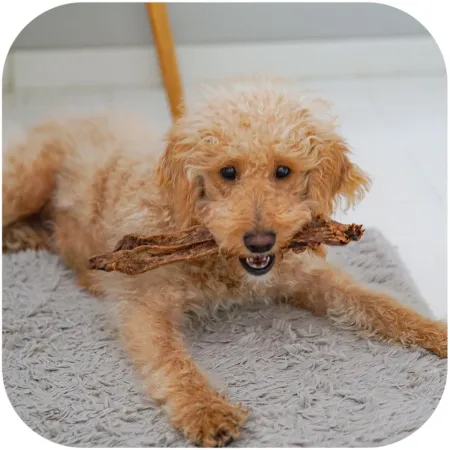 Dogario Bonni Milk Meat - mięso wołowe miękkie-1902622