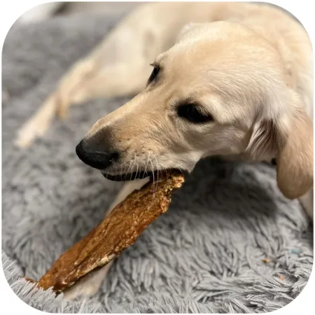 Dogario Bonni Milk Meat - mięso wołowe miękkie-1902625