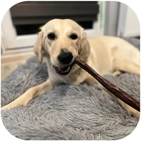 Dogario Bonni Penis Long - twardy przysmak dla psów 30cm-1902634