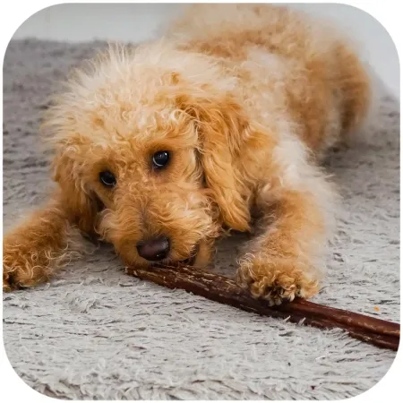 Dogario Bonni Penis Long - twardy przysmak dla psów 30cm-1902635