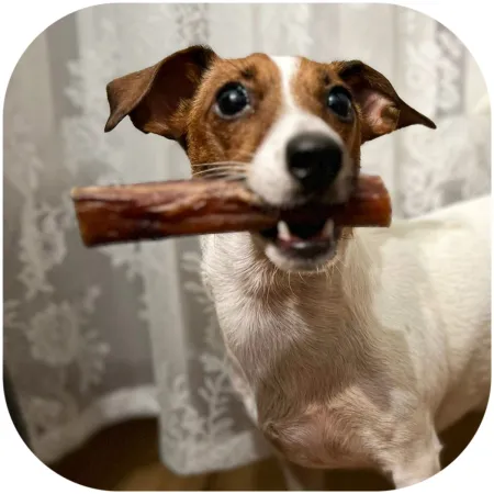 Dogario Bonni Sausage Natural - kiełbaska naturalna twarda-1902696