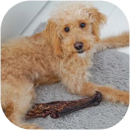 Dogario Bonni Soft for Senior - bardzo miękkie mięso dla seniorów-1902739