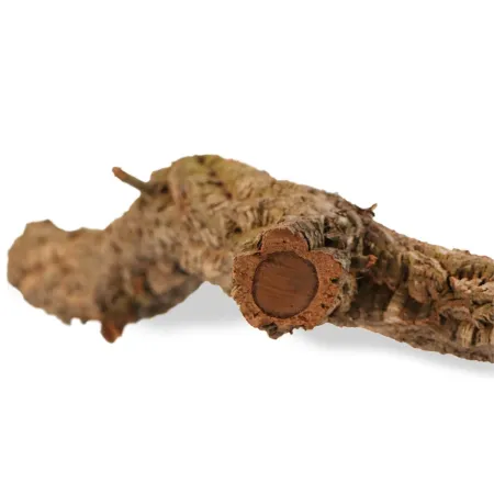 Drzewko z Dębu korkowego 30cm-1902815