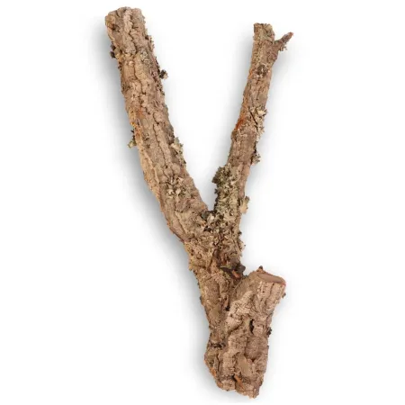 Drzewko z Dębu korkowego 30cm-1902820