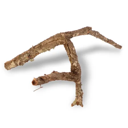 Drzewko z Dębu korkowego 50cm-1902834