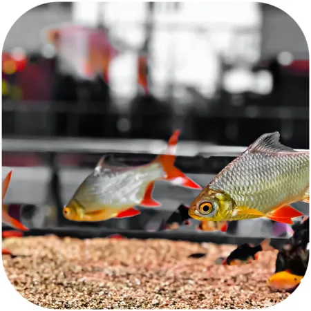 Eco Plant Natural River 1kg - żwir rzeczny 1-3mm-1902993