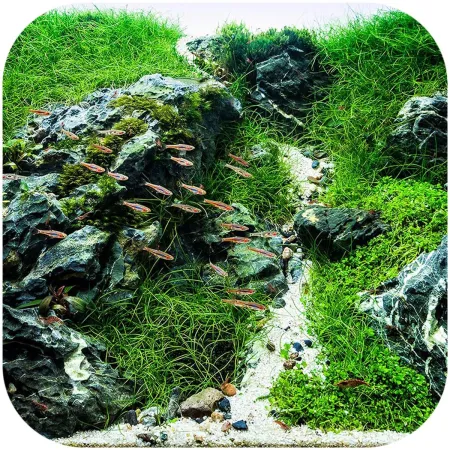 Eco Plant Natural River 1kg - żwirek rzeczny 2-5mm-1903002