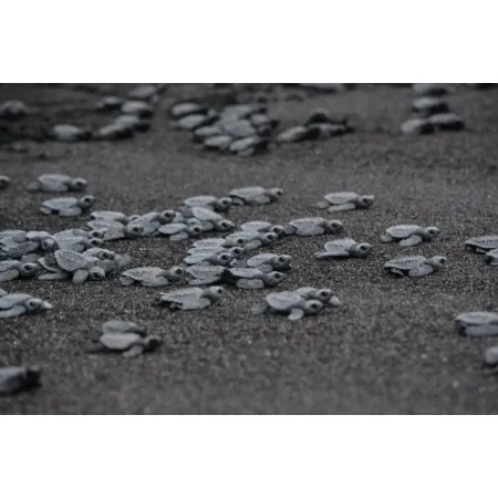 EXO TERRA Black Sand 4,5kg - piasek pustynny czarny-1903302