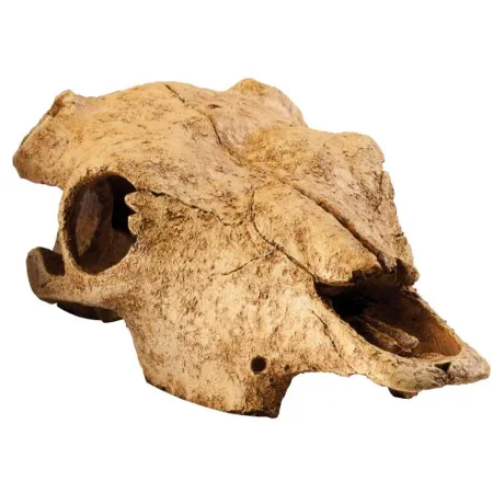 EXO TERRA Buffalo Skull (czaszka bawoła)-1903305