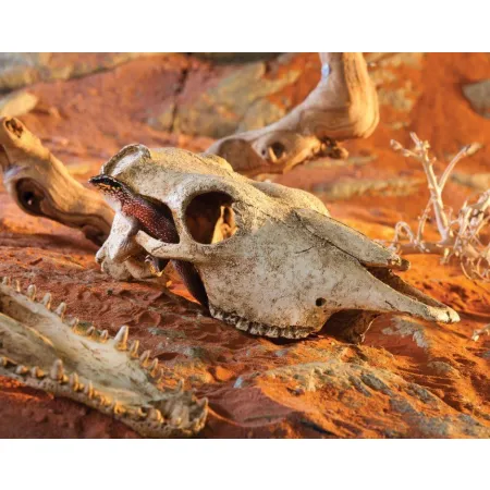 EXO TERRA Buffalo Skull (czaszka bawoła)-1903306