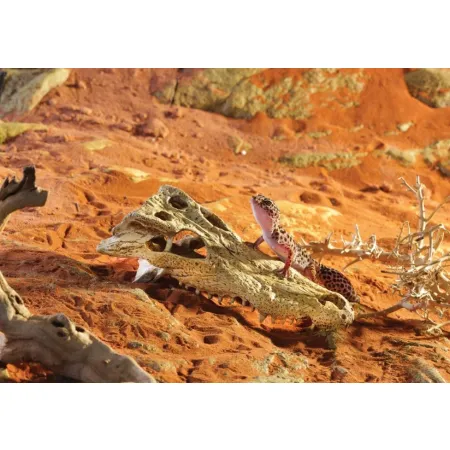 EXO TERRA Crocodile Skull (czaszka krokodyla)-1903323