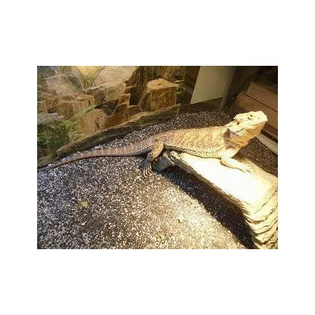 EXO TERRA Intense Basking Spot 25W (żarówka grzewcza)-1903365