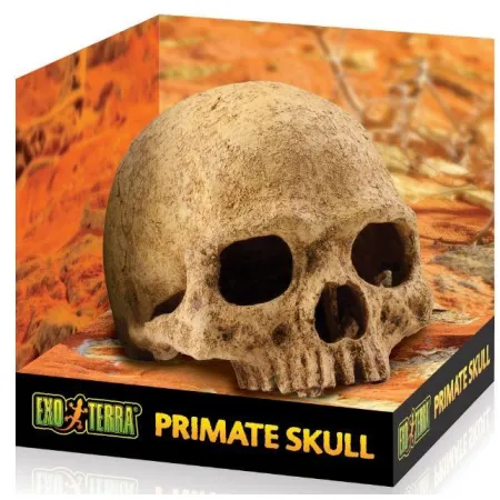 EXO TERRA ludzka czaszka