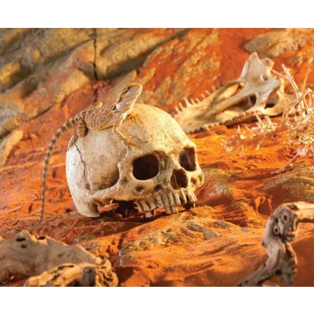 EXO TERRA ludzka czaszka-1903393