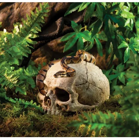 EXO TERRA ludzka czaszka-1903394