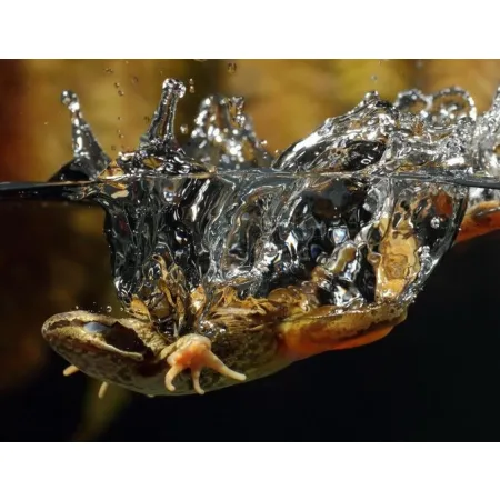 EXO TERRA Miska na wodę M (13x11x3,5 cm)-1903401