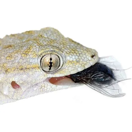 EXO TERRA Miska płaska S (15x12x2cm)-1903412