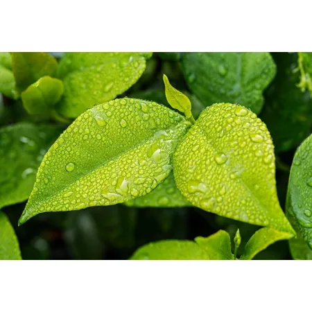 EXO TERRA Monsoon Multi - zraszacz automatyczny 8l-1903419