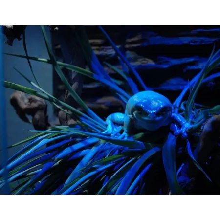 EXO TERRA Night-Heat 25W (nocna żarówka grzewcza)-1903443