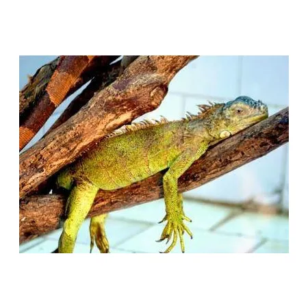 EXO TERRA Podczerwona żarówka grzewcza 50W-1903449