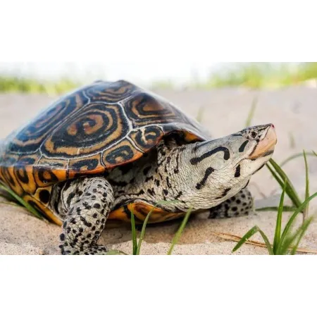 EXO TERRA Riverbed Sand - piasek rzeczny-1903458