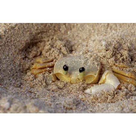 EXO TERRA Riverbed Sand - piasek rzeczny-1903459