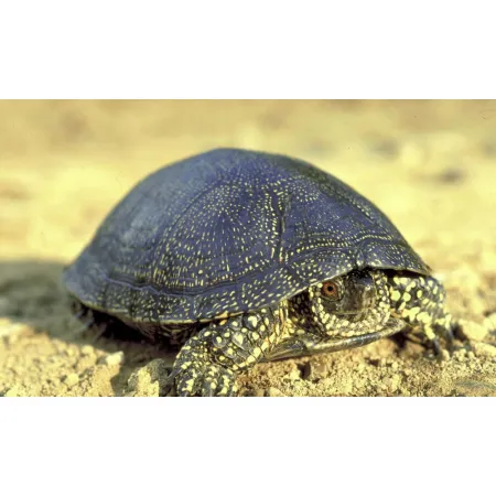 EXO TERRA Riverbed Sand - piasek rzeczny-1903460