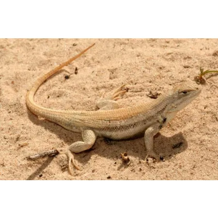 EXO TERRA Yellow Sand 4,5kg - piasek pustynny żółty-1903546