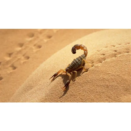 EXO TERRA Yellow Sand 4,5kg - piasek pustynny żółty-1903547