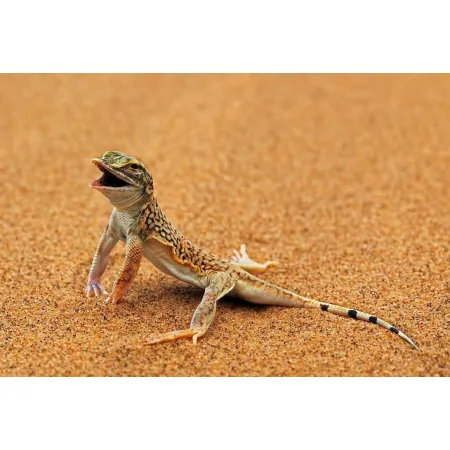 EXO TERRA Yellow Sand 4,5kg - piasek pustynny żółty-1903548