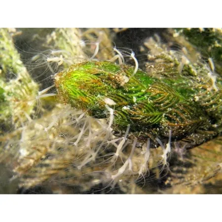 Femanga Wurzel Activ - preparat na ślimaki w akwarium 500ml-1903684