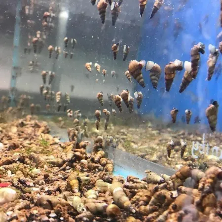 Femanga Wurzel Aktiv 250 ml - preparat na ślimaki w akwarium-1903690